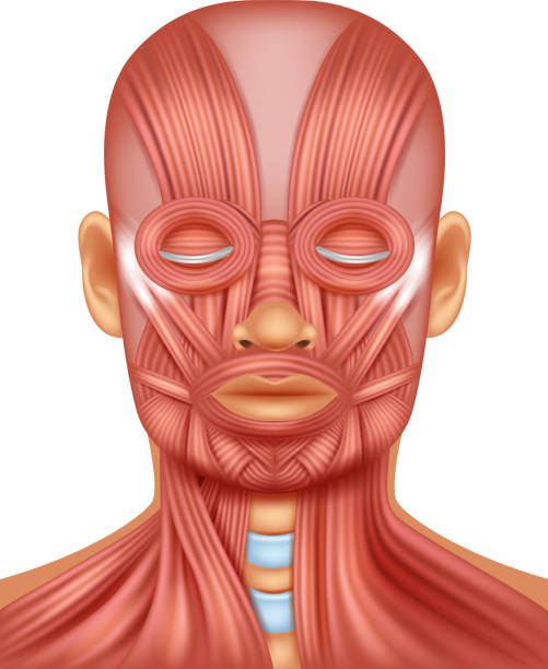 كم عضلة وجه نستعمل عند الابتسام أو العبوس؟